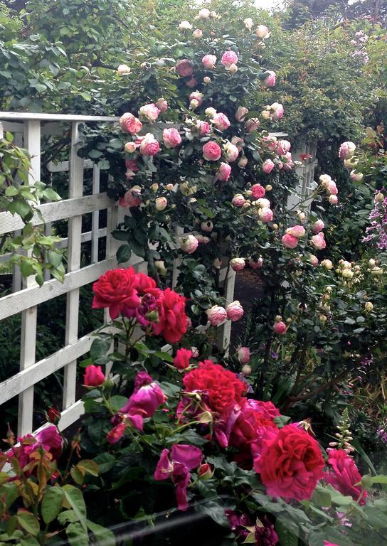 Bed Of Roses Vila Apollo Bay Exterior foto