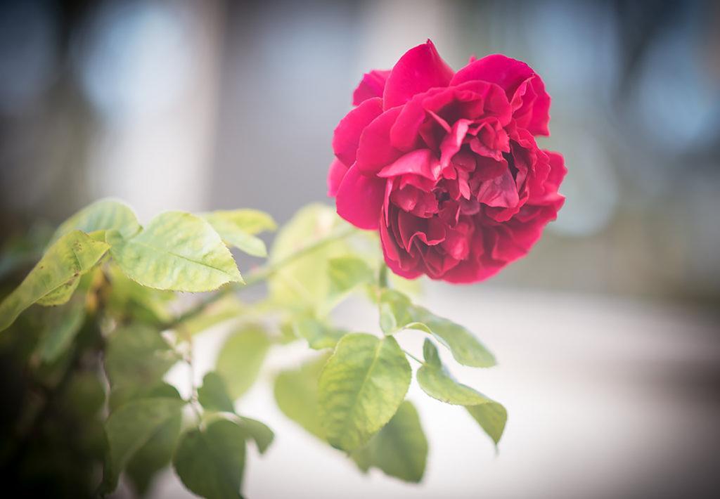 Bed Of Roses Vila Apollo Bay Exterior foto