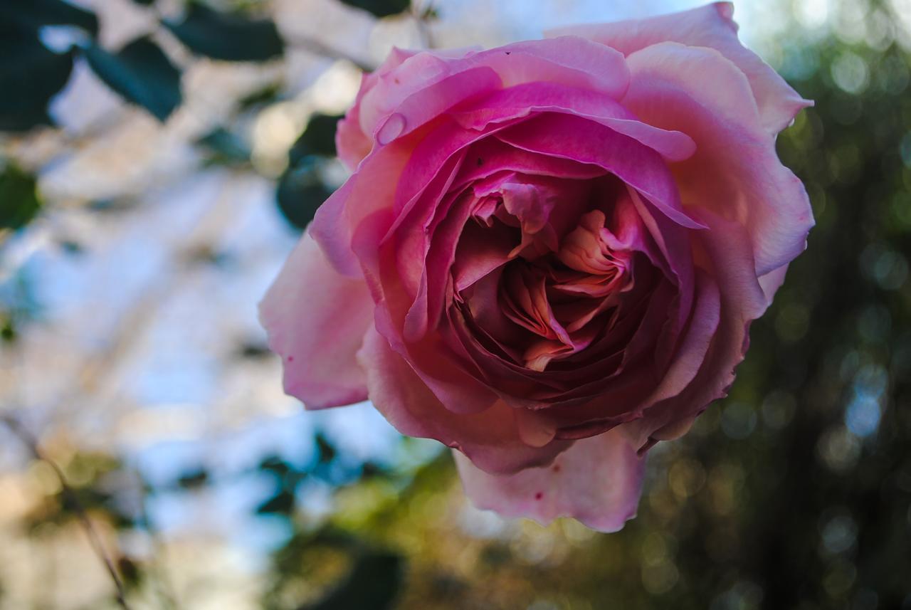 Bed Of Roses Vila Apollo Bay Exterior foto